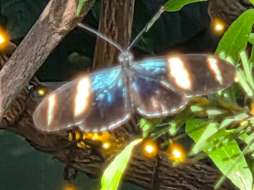 Butterfly Wonderland-斯科茨代尔必去景点