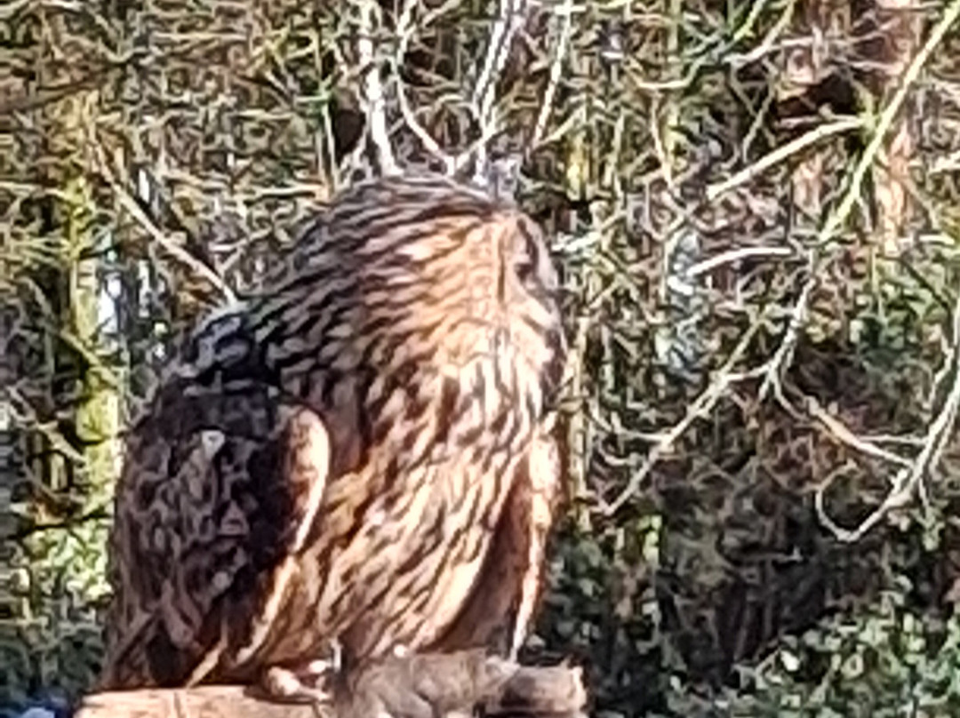 Mercer Falconry Raptor Park-Farnsfield必去景点
