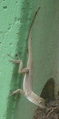 Dominica Botanic Gardens-罗索必去景点