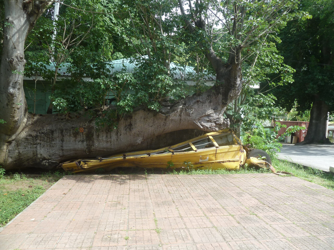 Dominica Botanic Gardens-罗索必去景点