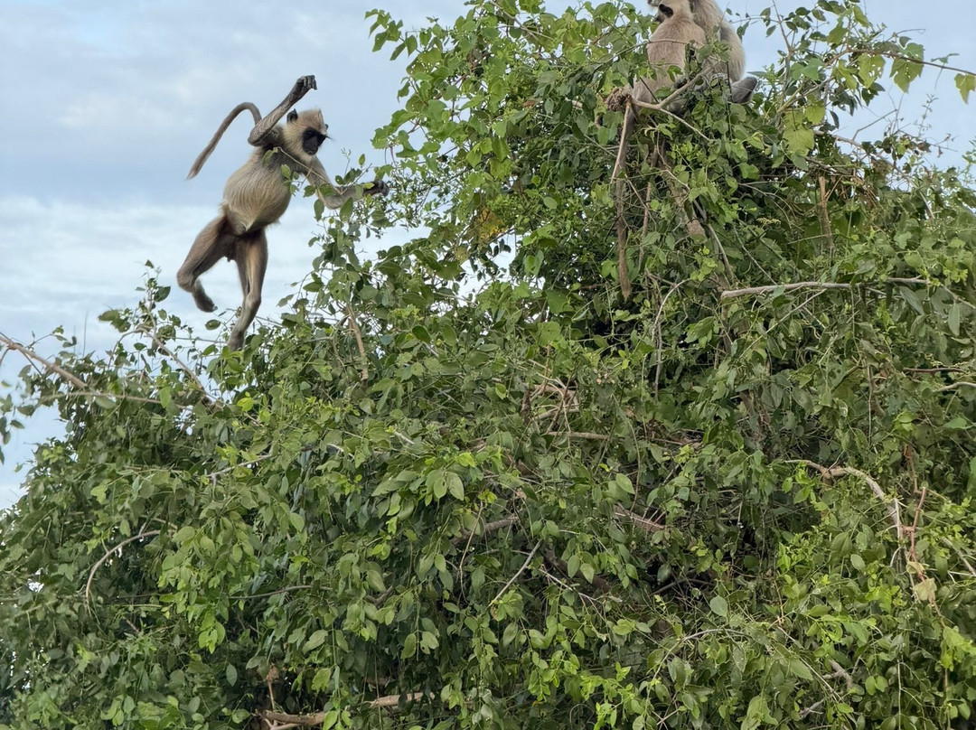 Bundala Safari-Hambantota必去景点