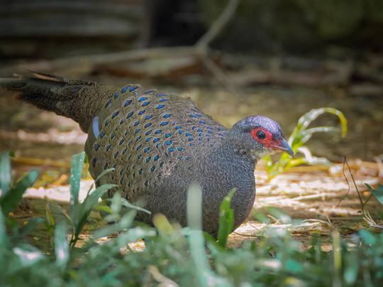 Vietnature Tour (cattien Wild Tour)-Tan Phu District必去景点