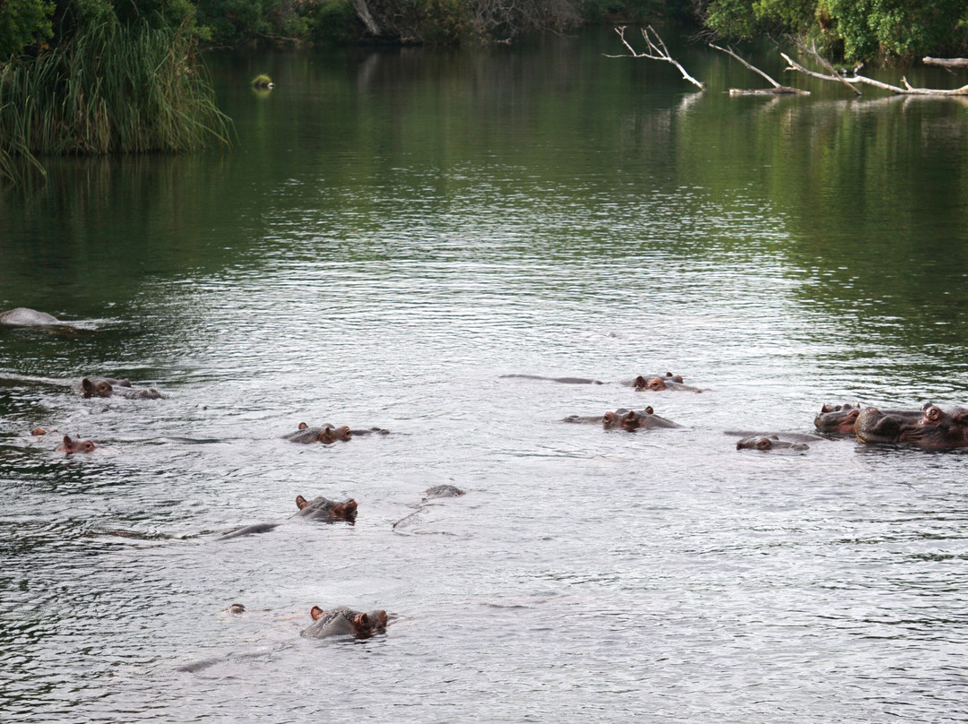 KingTomondo Safaris Kenya-蒙巴萨必去景点