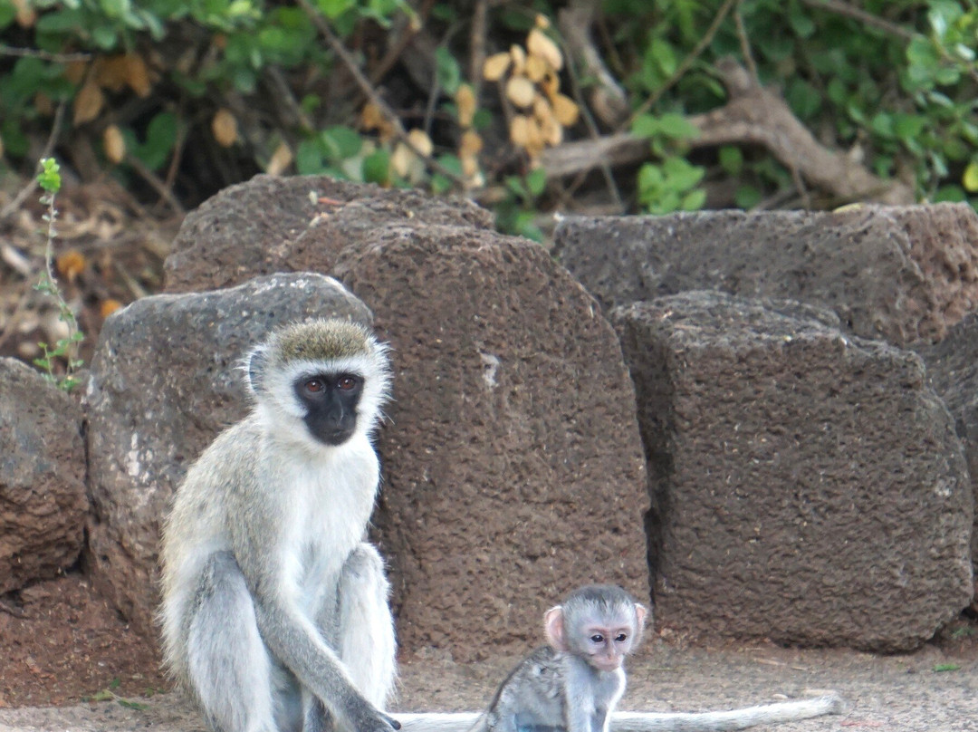 KingTomondo Safaris Kenya-蒙巴萨必去景点