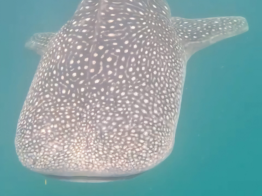 Mafia Whale Shark Tours-Kilindoni必去景点
