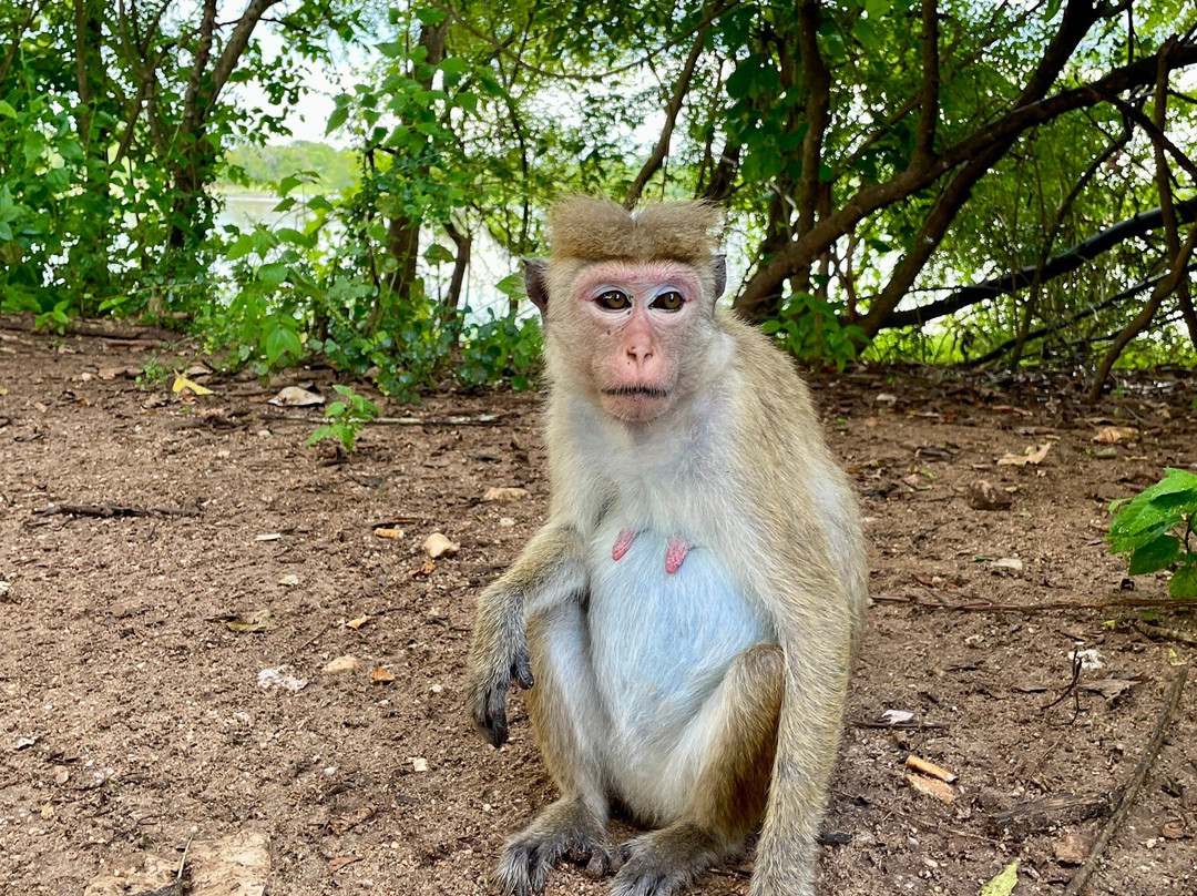 Udawalawe Lahiru Safari Guide Tours-乌达瓦拉维国家公园必去景点