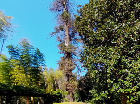 Shekvetili Dendrological Park-Shekhvetili必去景点