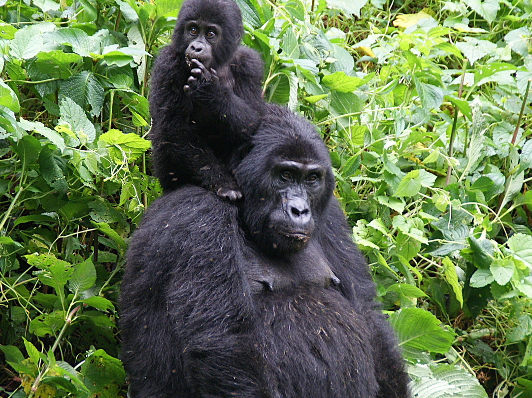 Uganda Family Tours & Travel-Fort Portal必去景点