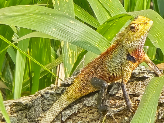 Safari With Asanka-锡吉里亚必去景点
