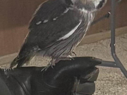 The Bird Of Prey Project-巴斯必去景点