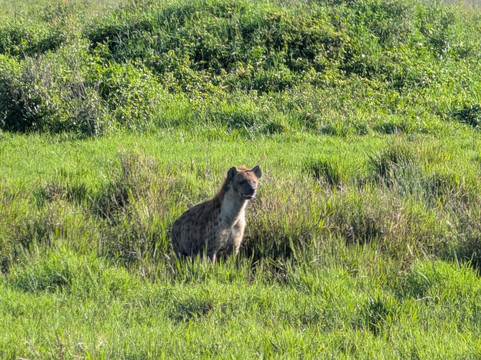 Migration Venture Africa-莫西必去景点
