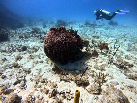 Ultra Marine Divers-蓬塔卡纳必去景点