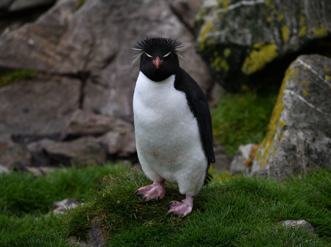 Kidney Cove Tours-Stanley必去景点