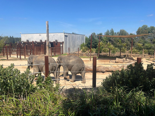 Sydney Zoo-布莱克敦必去景点