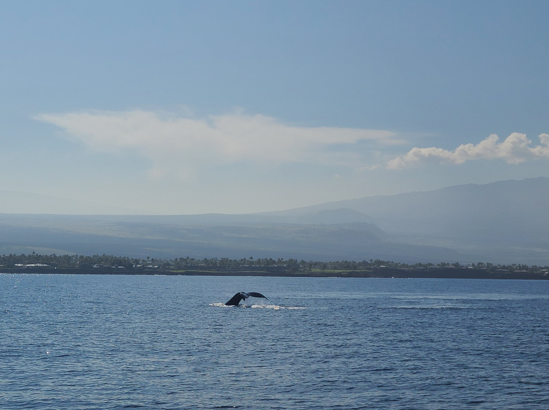 Kohala Divers-卡威哈也必去景点
