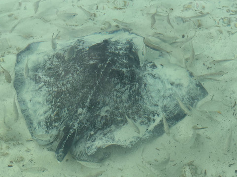 Paradise Cove-弗里波特必去景点