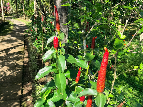Balay Buhay Sa Uma Bee Farm-Bulusan必去景点