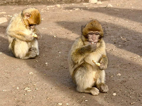 Cèdre Gouraud-Azrou必去景点