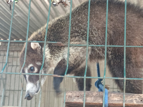 Costa Rica Animal Rescue Center-Turrucares必去景点