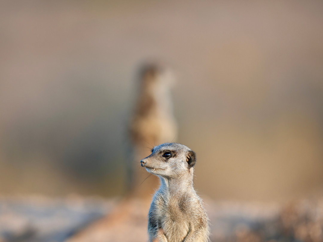 Five Shy Meerkats, Meerkat Adventure-奥兹洪必去景点