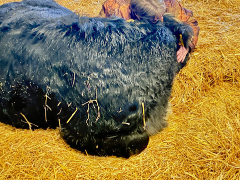 Dumble Farm-比弗利必去景点