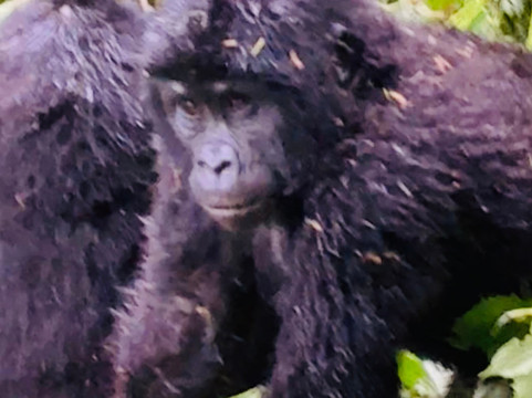 Monkey Adventures-坎帕拉必去景点