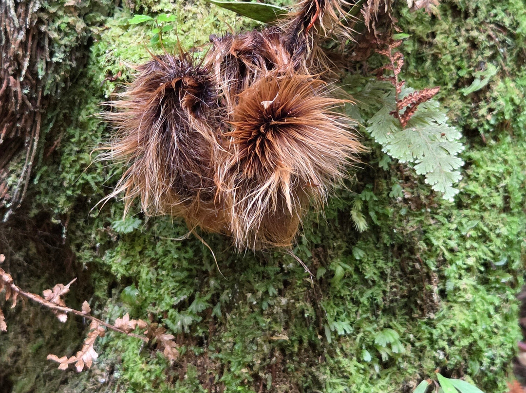 Ulva Island-斯图尔特岛必去景点