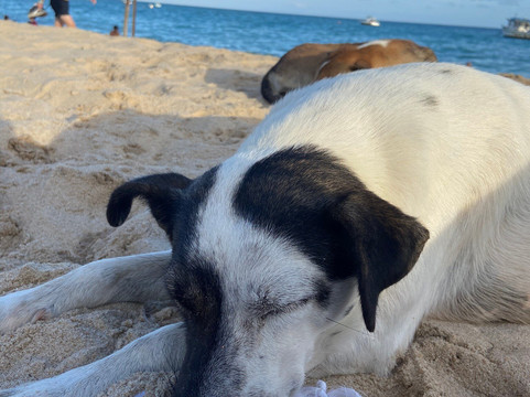 Praia De Maracaipe-嘎林海斯港必去景点