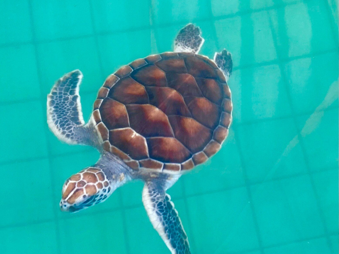 Turtle Conservation Center-泰曼必去景点