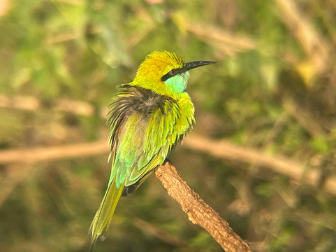 Udawalawe Lahiru Safari Guide Tours-乌达瓦拉维国家公园必去景点