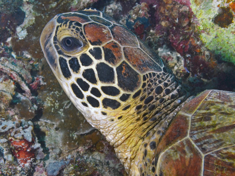 Tubod Marine Sanctuary-Tubod必去景点