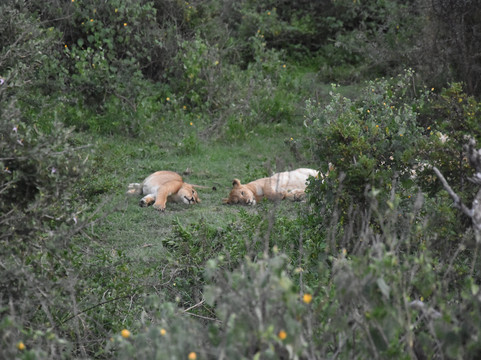 African Scenic Safaris-莫西必去景点