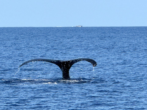 Adventure X Boat Tours-卡慕也拉必去景点