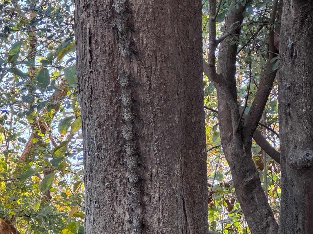 Jabiru Tours Palo Verde by Boat-Ortega必去景点