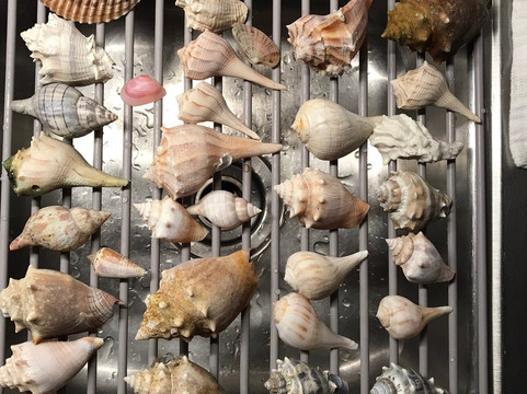 Captain Craig’s Everglades Boat Adventures LLC-Chokoloskee必去景点