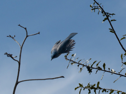 Ash Canyon Bird Sanctuary-Hereford必去景点