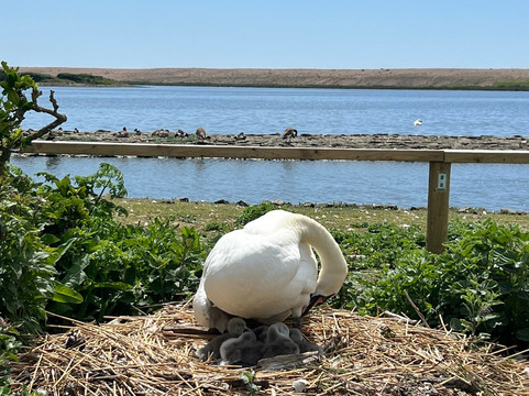 Abbotsbury Swannery-Abbotsbury必去景点