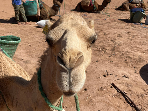 Caravane Renard du Desert-迈哈米德必去景点