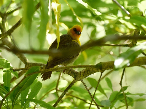 Grande Montagne Nature Reserve-罗德里格斯岛必去景点