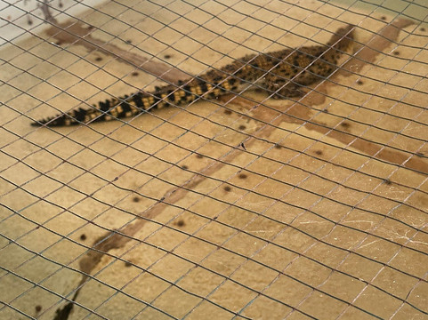 Palawan Wildlife Rescue and Conservation Center-公主港必去景点