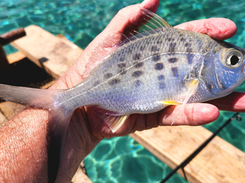 Playa Piskado/Playa Grandi-Sabana Westpunt必去景点