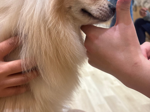 Dog Cafe Rio Akihabara-千代田区必去景点