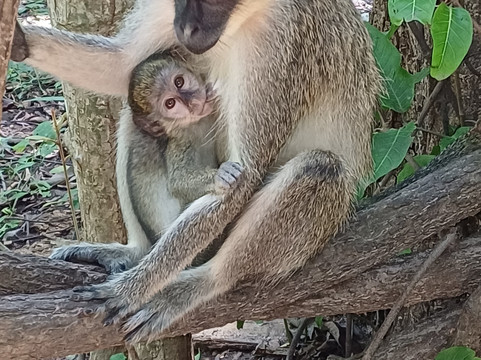 Swiss Boutique Hotel主图