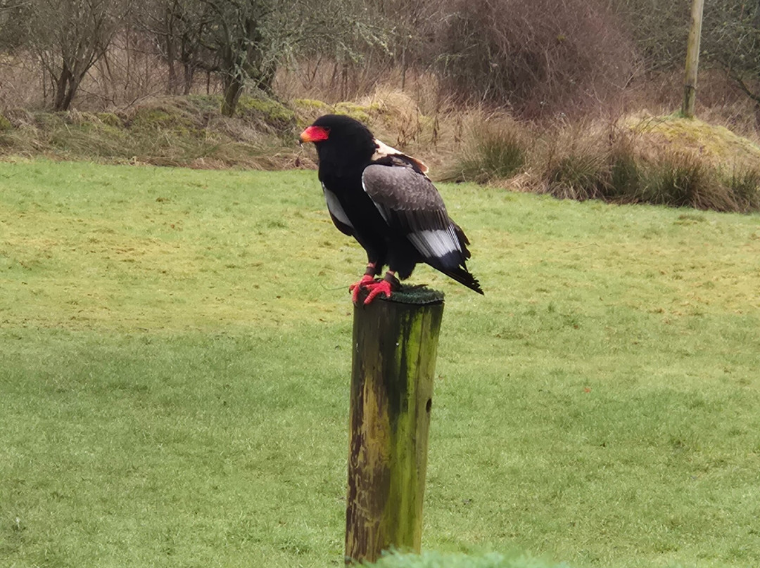 World of Wings Birds of Prey Centre-坎伯诺尔德必去景点