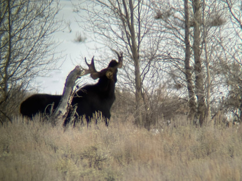 Lamar Valley Touring-加德纳必去景点
