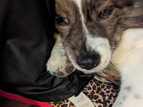 Cuddly Colony-布莱顿必去景点