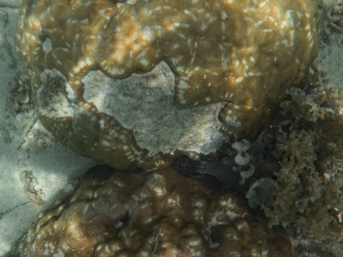 Dodo Gliders-毛里求斯必去景点