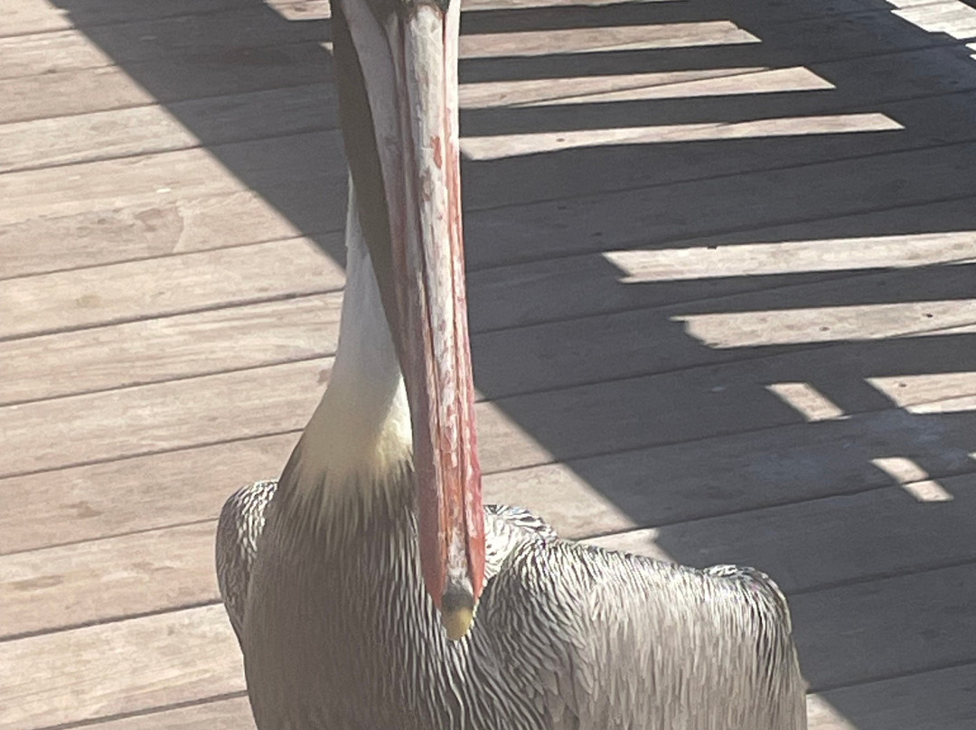 艾胥利布鲁克海滩度假村主图