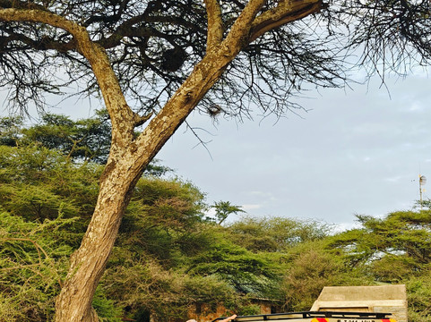 Beyond the plains safaris-内罗毕必去景点