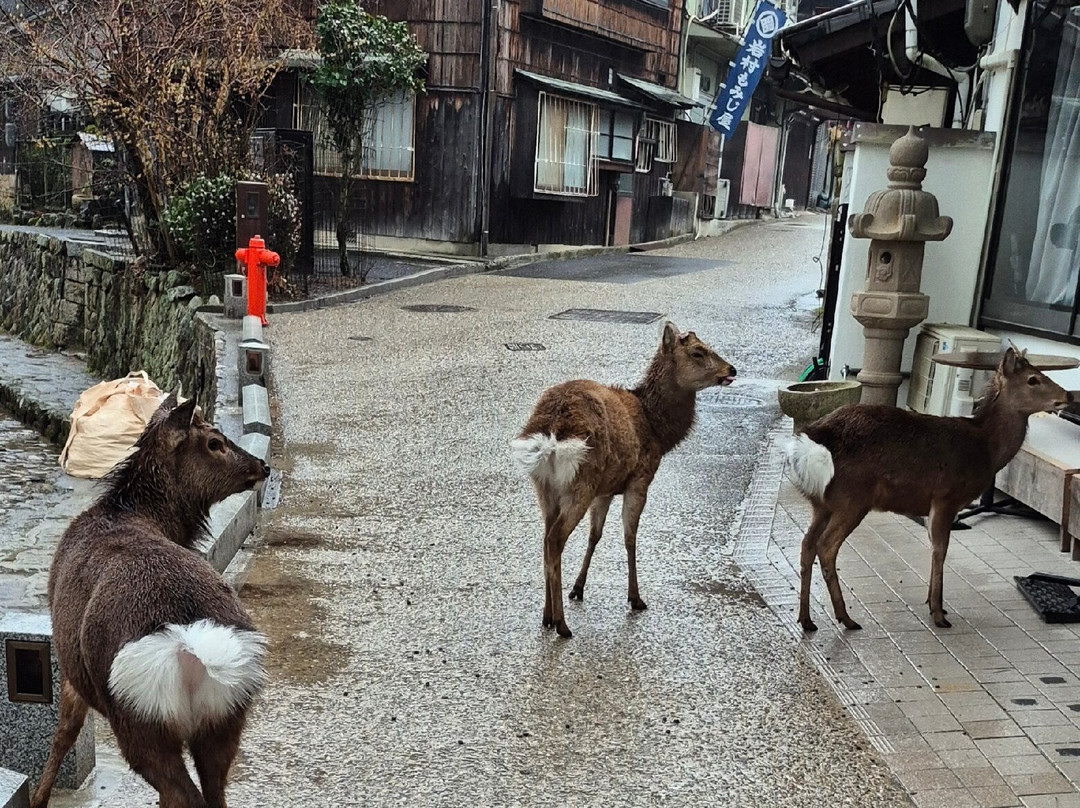 菊野屋酒店主图